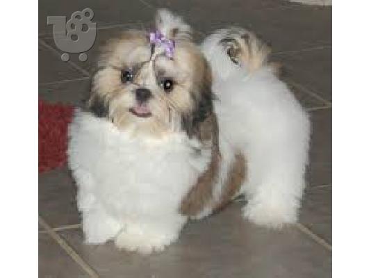 PoulaTo: Σιχ τσου καθαροαιμο κουταβακι